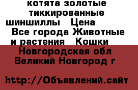 котята золотые тиккированные шиншиллы › Цена ­ 8 000 - Все города Животные и растения » Кошки   . Новгородская обл.,Великий Новгород г.